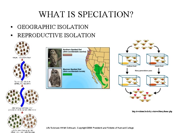 WHAT IS SPECIATION? • GEOGRAPHIC ISOLATION • REPRODUCTIVE ISOLATION http: //evolution. berkeley. edu/evolibrary/home. php