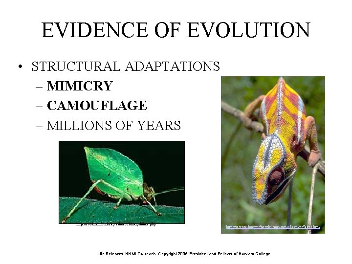 EVIDENCE OF EVOLUTION • STRUCTURAL ADAPTATIONS – MIMICRY – CAMOUFLAGE – MILLIONS OF YEARS