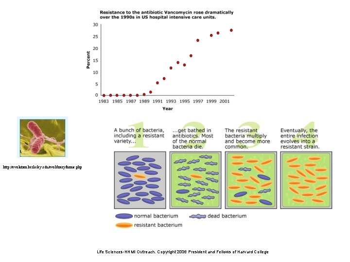 http: //evolution. berkeley. edu/evolibrary/home. php Life Sciences-HHMI Outreach. Copyright 2006 President and Fellows of