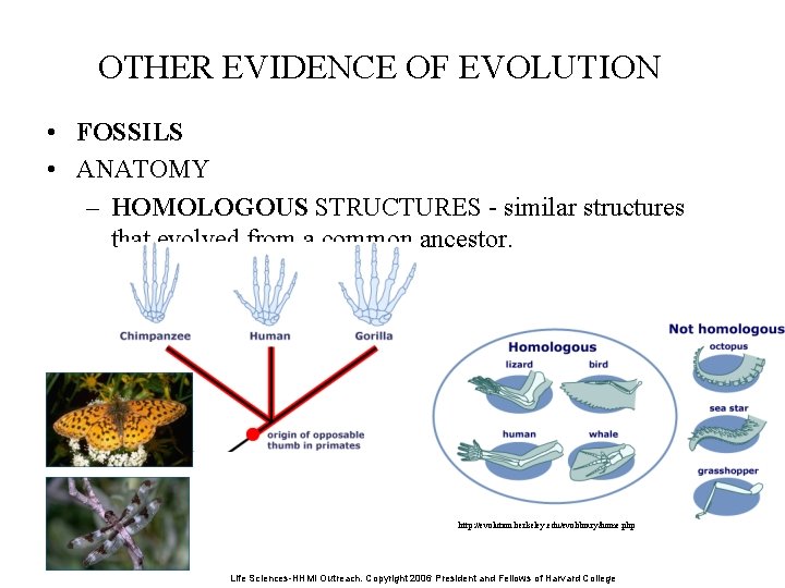 OTHER EVIDENCE OF EVOLUTION • FOSSILS • ANATOMY – HOMOLOGOUS STRUCTURES - similar structures