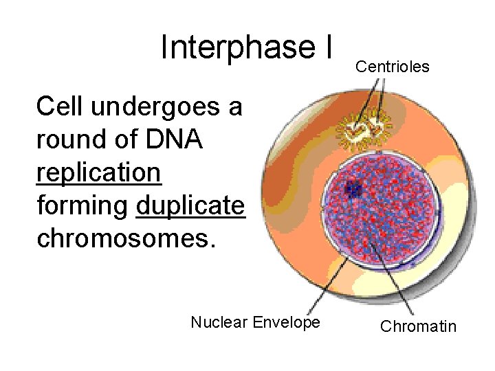Interphase I Centrioles Cell undergoes a round of DNA replication forming duplicate chromosomes. Nuclear