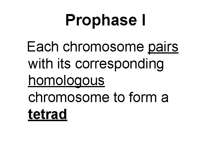 Prophase I Each chromosome pairs with its corresponding homologous chromosome to form a tetrad