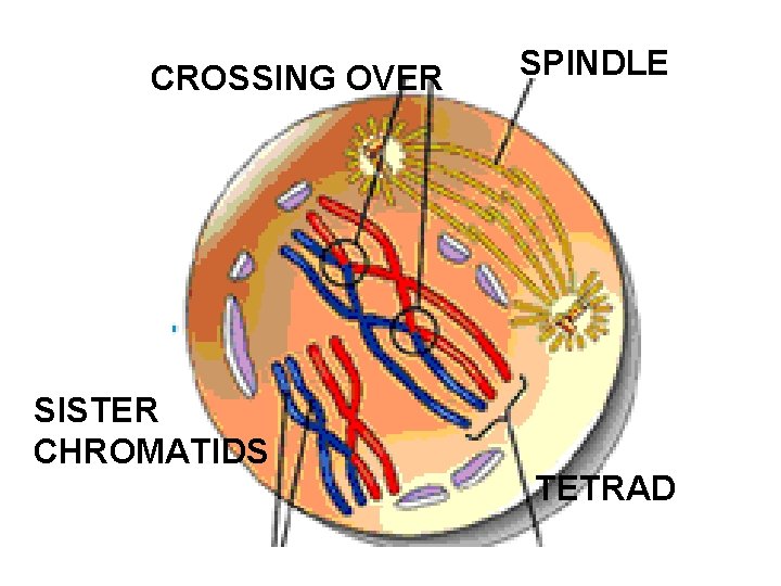 CROSSING OVER SISTER CHROMATIDS SPINDLE TETRAD 
