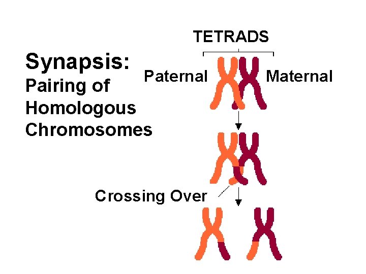 TETRADS Synapsis: Paternal Pairing of Homologous Chromosomes Crossing Over Maternal 