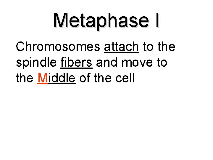 Metaphase I Chromosomes attach to the spindle fibers and move to the Middle of