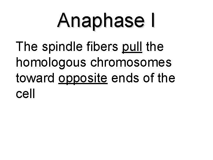 Anaphase I The spindle fibers pull the homologous chromosomes toward opposite ends of the
