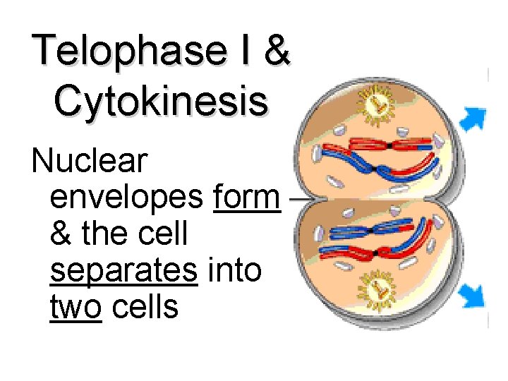 Telophase I & Cytokinesis Nuclear envelopes form & the cell separates into two cells