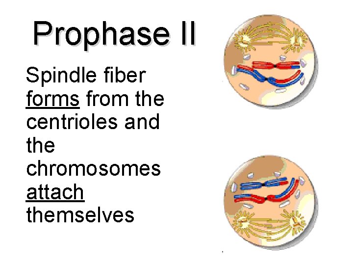 Prophase II Spindle fiber forms from the centrioles and the chromosomes attach themselves 