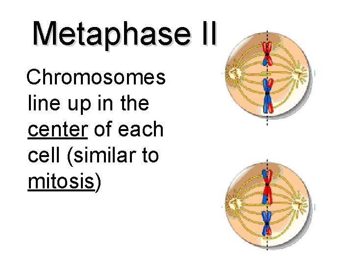 Metaphase II Chromosomes line up in the center of each cell (similar to mitosis)