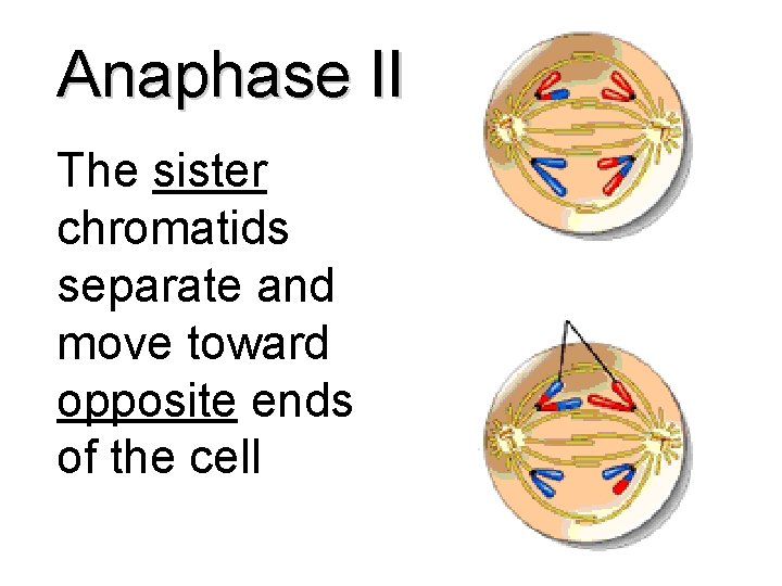 Anaphase II The sister chromatids separate and move toward opposite ends of the cell
