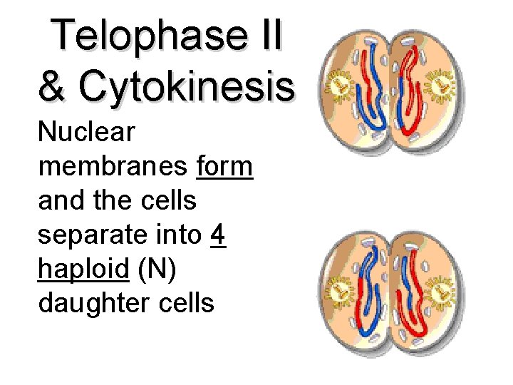 Telophase II & Cytokinesis Nuclear membranes form and the cells separate into 4 haploid