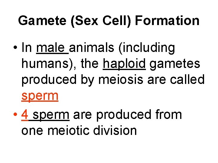Gamete (Sex Cell) Formation • In male animals (including humans), the haploid gametes produced