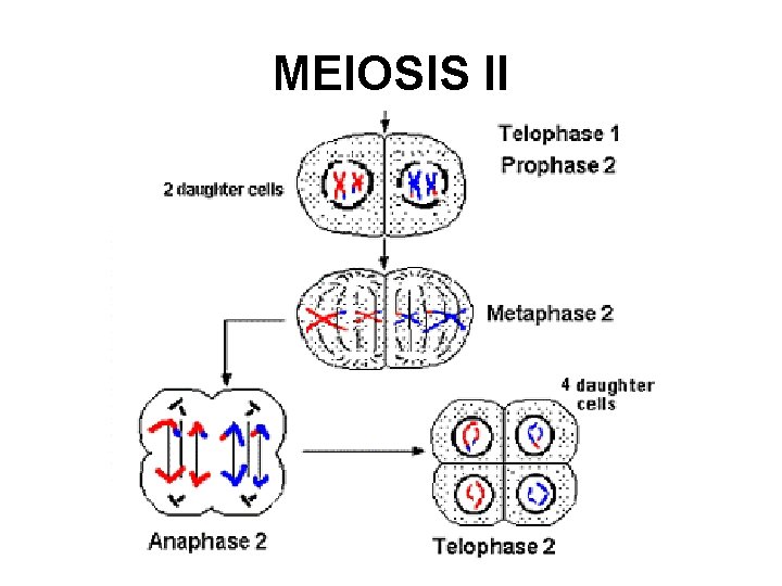 MEIOSIS II 