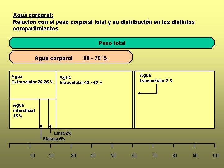 Agua corporal: Relación con el peso corporal total y su distribución en los distintos Agua corporal: Relación con el peso corporal total y su distribución en los distintos