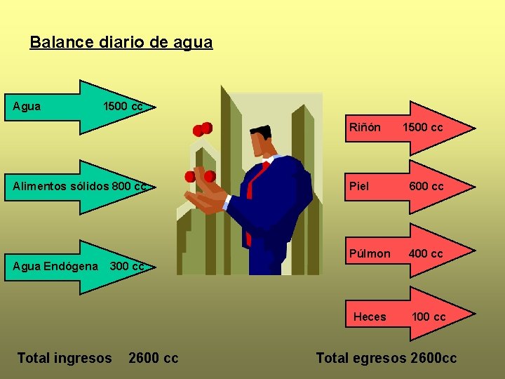 Balance diario de agua Agua 1500 cc Riñón Alimentos sólidos 800 cc Agua Endógena