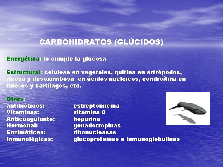 CARBOHIDRATOS (GLÚCIDOS) Energética: lo cumple la glucosa Estructural: celulosa en vegetales, quitina en artrópodos,