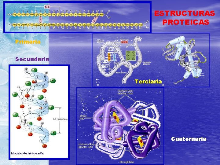 ESTRUCTURAS PROTEICAS Primaria Secundaria Terciaria Cuaternaria 