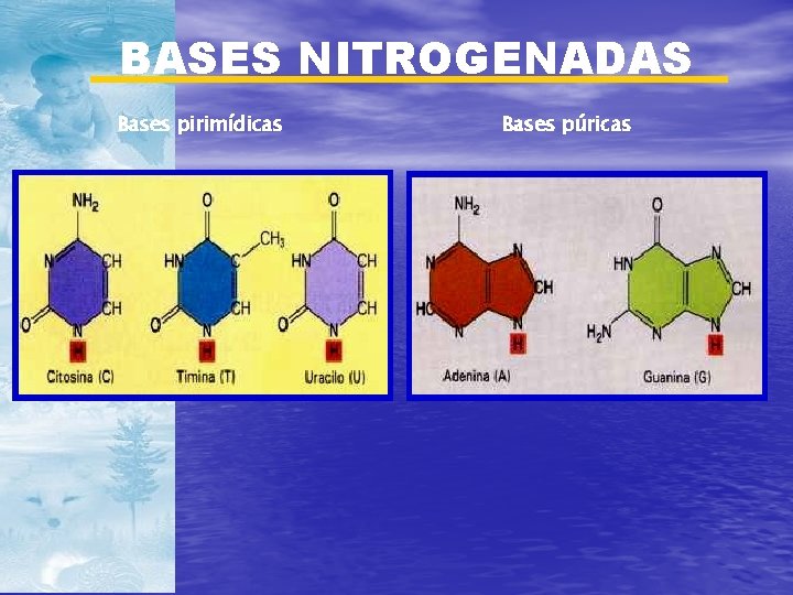 BASES NITROGENADAS Bases pirimídicas Bases púricas 