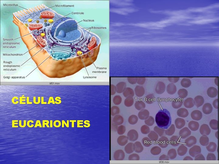 CÉLULAS EUCARIONTES 