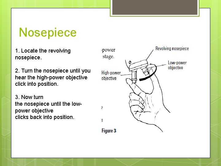 Nosepiece 1. Locate the revolving nosepiece. 2. Turn the nosepiece until you hear the