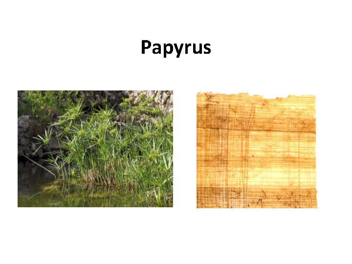 Papyrus 