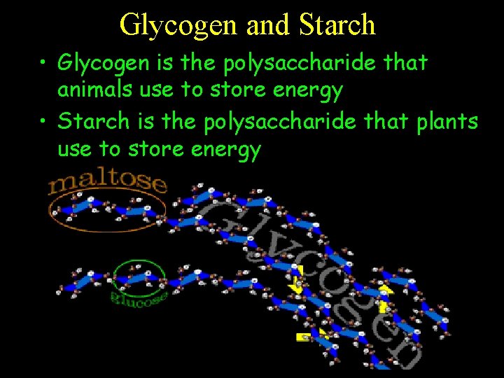 Glycogen and Starch • Glycogen is the polysaccharide that animals use to store energy