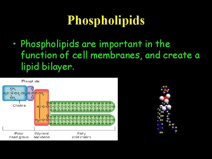 Phospholipids • Phospholipids are important in the function of cell membranes, and create a