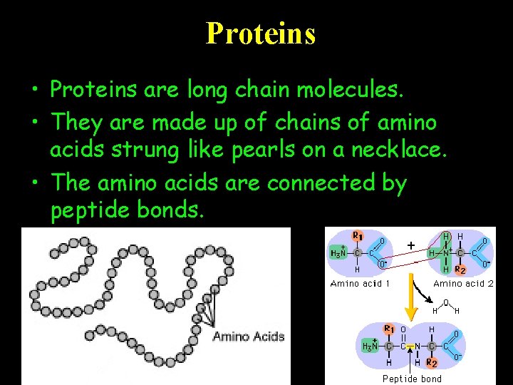 Proteins • Proteins are long chain molecules. • They are made up of chains