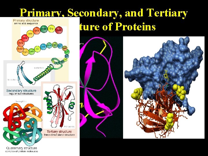 Primary, Secondary, and Tertiary Structure of Proteins 