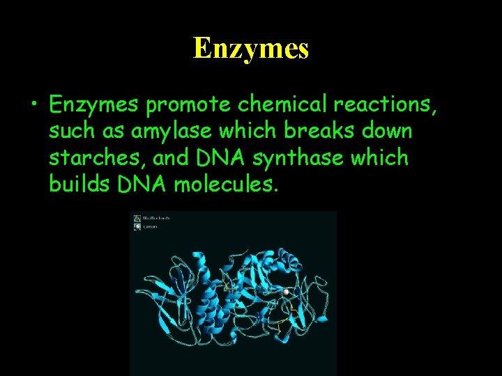 Enzymes • Enzymes promote chemical reactions, such as amylase which breaks down starches, and