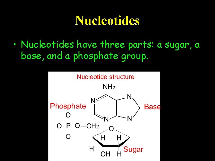 Nucleotides • Nucleotides have three parts: a sugar, a base, and a phosphate group.