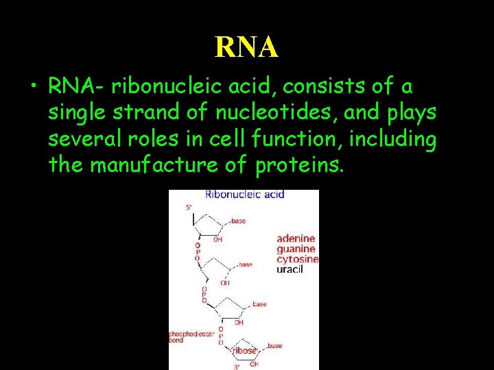 RNA • RNA- ribonucleic acid, consists of a single strand of nucleotides, and plays