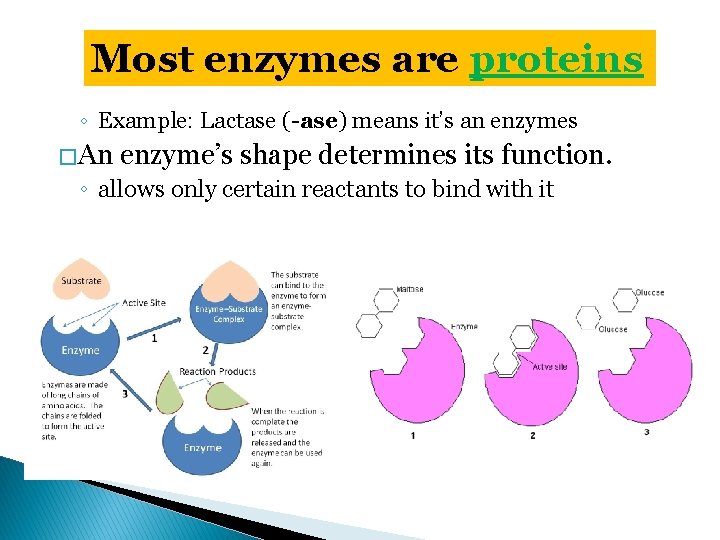 Most enzymes are proteins ◦ Example: Lactase (-ase) means it’s an enzymes � An