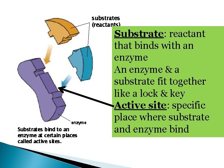 substrates (reactants) enzyme Substrates bind to an enzyme at certain places called active sites.