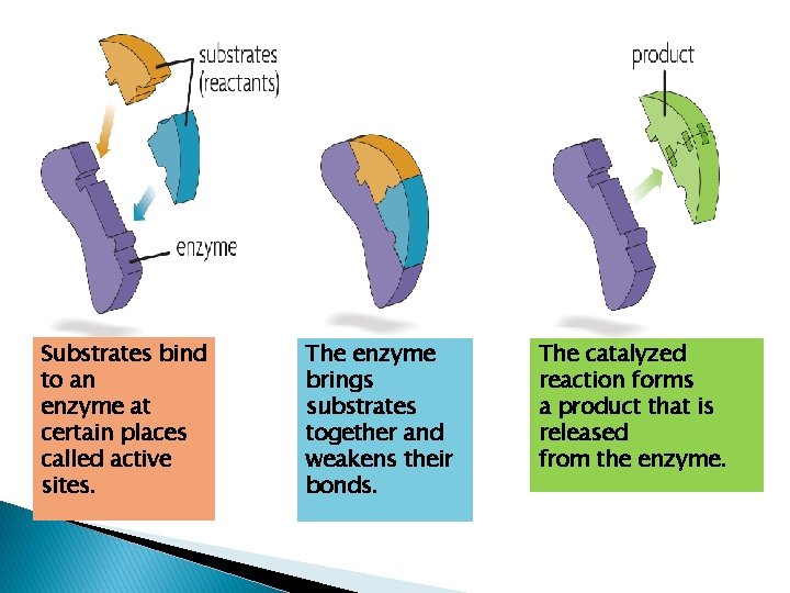 Substrates bind to an enzyme at certain places called active sites. The enzyme brings