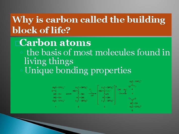 Why is carbon called the building block of life? �Carbon atoms ◦ the basis