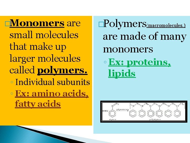 �Monomers are small molecules that make up larger molecules called polymers. ◦ Individual subunits