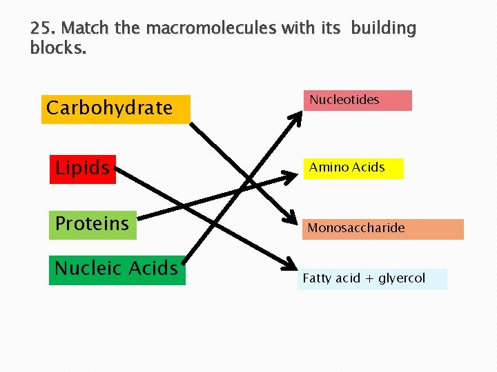 25. Match the macromolecules with its building blocks. Carbohydrate Nucleotides Lipids Amino Acids Proteins