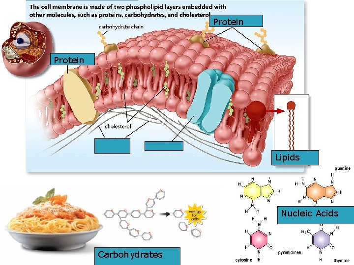 Protein Lipids Nucleic Acids Carbohydrates 