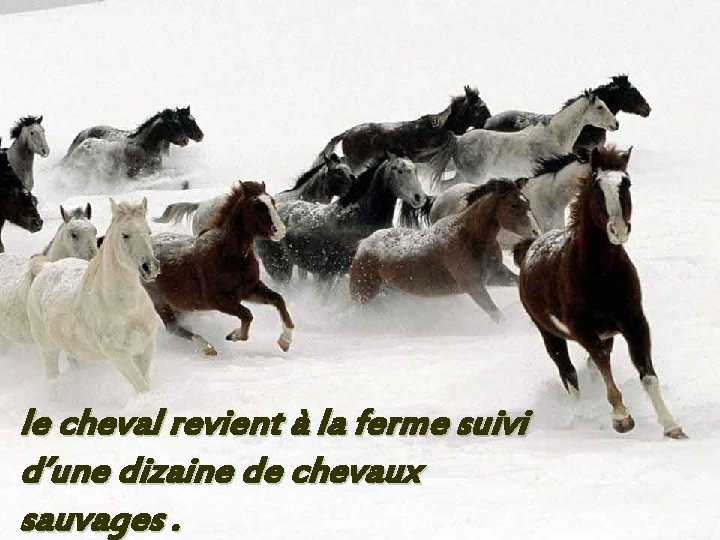 le cheval revient à la ferme suivi d’une dizaine de chevaux sauvages. 