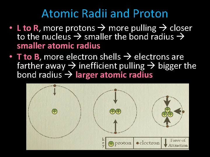 Atomic Radii and Proton • L to R, more protons more pulling closer to