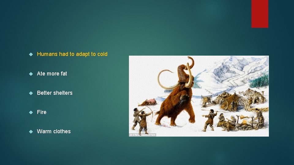  Humans had to adapt to cold Ate more fat Better shelters Fire Warm