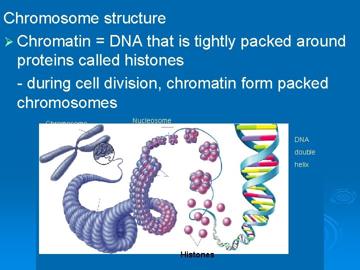 Chromosome structure Ø Chromatin = DNA that is tightly packed around proteins called histones