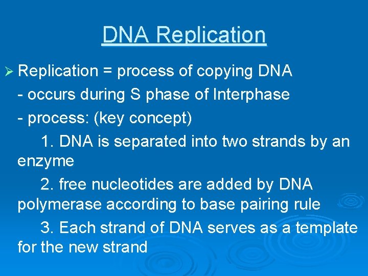 DNA Replication Ø Replication = process of copying DNA - occurs during S phase