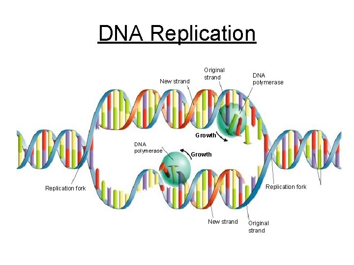 DNA Replication New strand Original strand DNA polymerase Growth Replication fork Nitrogenous bases Replication