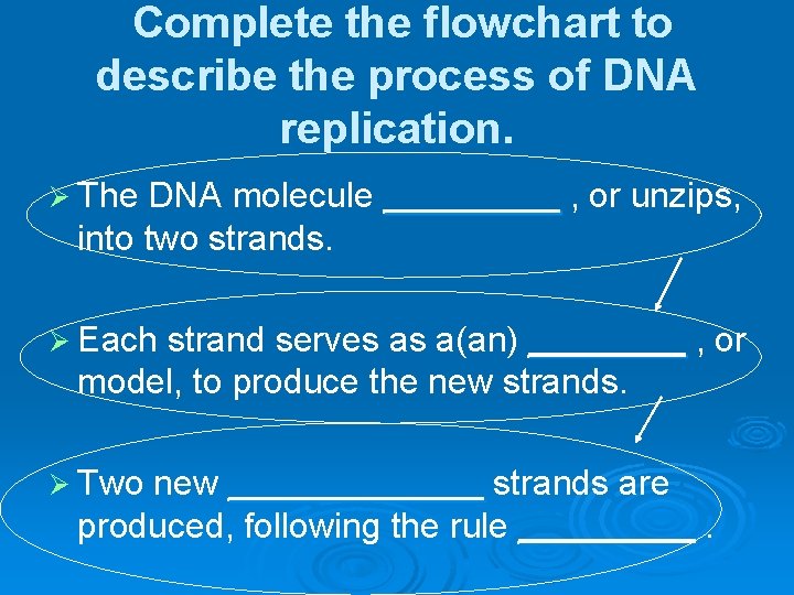 Complete the flowchart to describe the process of DNA replication. Ø The DNA molecule