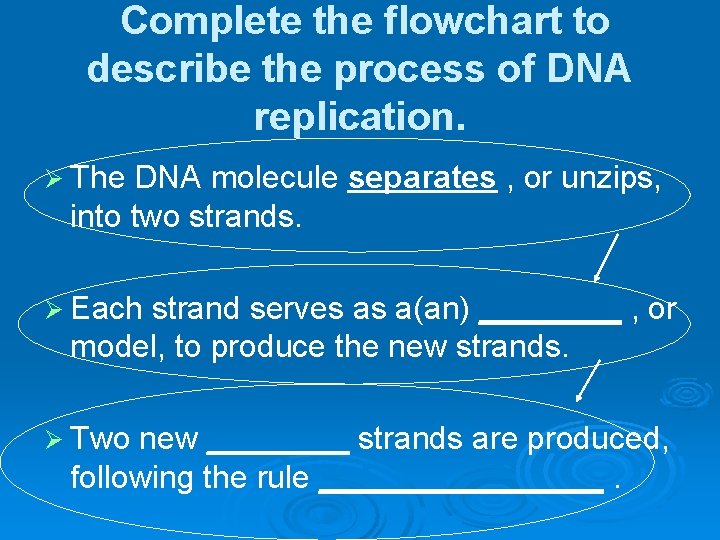 Complete the flowchart to describe the process of DNA replication. Ø The DNA molecule