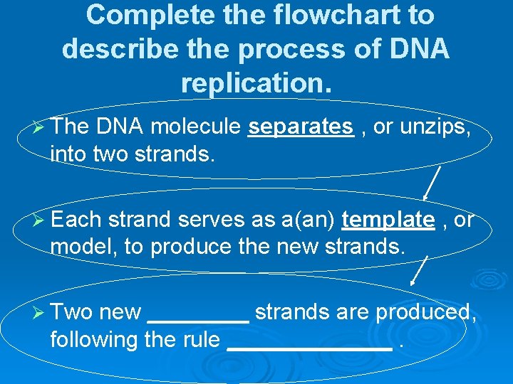 Complete the flowchart to describe the process of DNA replication. Ø The DNA molecule