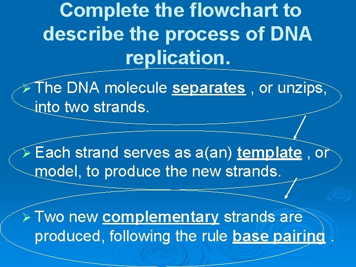 Complete the flowchart to describe the process of DNA replication. Ø The DNA molecule