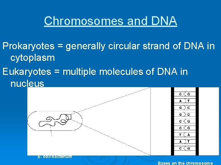 Chromosomes and DNA Prokaryotes = generally circular strand of DNA in cytoplasm Eukaryotes =